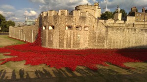 TowerPoppies